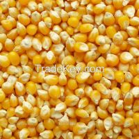 Yellow Corn