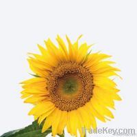 Russia Pioneer Sunflower Oil