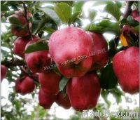 Huaniu Apple ( Red delicious)