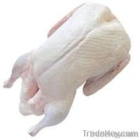 Frozen or fresh Chicken Backs  Chicken Carcass Turkey mid wing