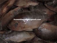 https://www.tradekey.com/product_view/Black-Tilapia-Whole-Round-1992683.html