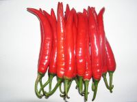 fresh red chilli