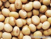 https://jp.tradekey.com/product_view/Beans-Soya-1963184.html