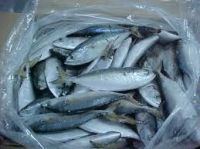 20cm+ Frozen Horse Mackerel