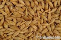 Barley Grain