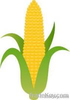 Soybean Meal & Yellow Corn & Feed Wheat & wheat bran For Animal Feed