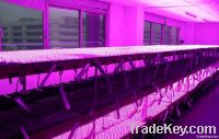 LED Grow light