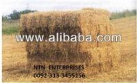 Wheat Straw for cows in dairy farms