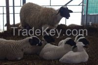 live sheep for sale