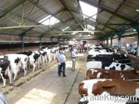 Holstein -Frisian heifers Cattles
