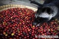 Green bean civet coffee