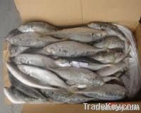 Grdae A fresh Horse mackerel from Holland