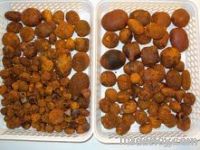 OX-GALLSTONE FOR EXPORTATION