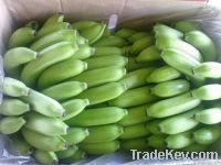 CAVENDISH BANANAS