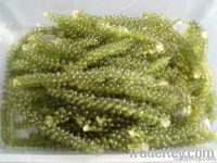 Seagrape/ Green caviar