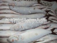 RIBBON FISH SEA FROZEN, pacific mackerel, horse mackerel, spanish mackerel, bonito tuna
