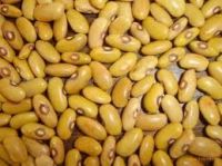 Yellow Kidney Beans