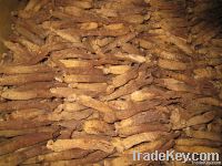 red ginseng root