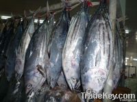 skipjack tuna