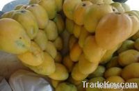 Fresh Mangos (South African Fresh Mangos