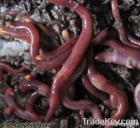 Californian red earthworm