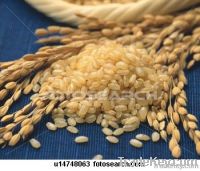 RICE SUPPLIER| PARBOILED RICE IMPORTERS | BASMATI RICE EXPORTER| KERNAL RICE WHOLESALER| WHITE RICE MANUFACTURER| LONG GRAIN TRADER| BROKEN RICE BUYER | IMPORT BASMATI RICE| BUY KERNAL RICE| WHOLESALE WHITE RICE| LOW PRICE LONG GRAIN