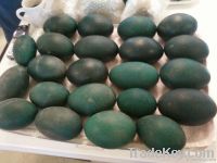 Emu Eggs & Oil