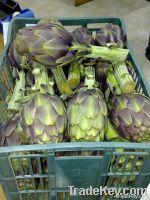 Fresh Artichoke