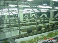 processing line for vegetable cleaning