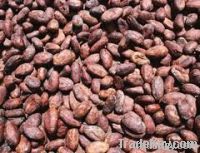 COCOA BEANS