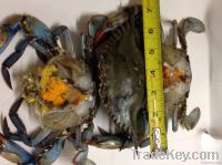 Female Blue Crab with 100% roe