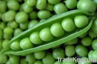 Frozen Green Peas