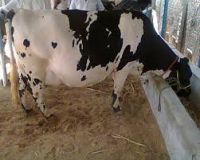 Pregnant Holstein Heifers Cattle