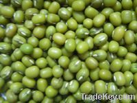 Green mung beans (2012 Crop)