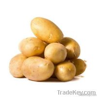 Fresh Potato (Fresh Vegetables)