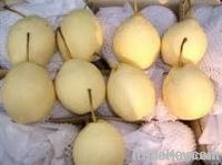 Hebei fresh ya pear