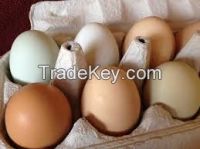 Farm Fresh Chicken Table Eggs
