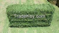 Grade A Primium Green Alfalfa Hay
