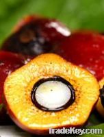 Palm Oil