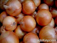Fresh Grade A Onion