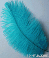 Real Ostrich Feather