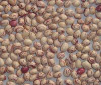 Light Speckled Kidney Beans, Round Shape, Xinjiang