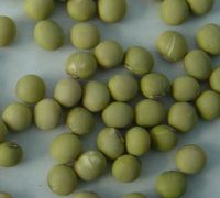 Green Soyabeans