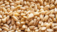 CashewNuts, Almond Nuts, PineNuts, Walnus, Pistachios nuts, Peanuts, And others 