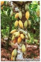 Cocoa Beans