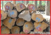 Teak Wood