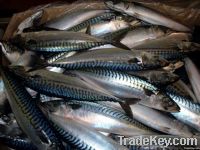 Atlantic Mackerel (scomber scombrus)