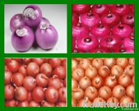 onion (red onion, yellow onion)
