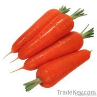 https://jp.tradekey.com/product_view/Australian-Carrots-Importers-australian-Carrots-Buyers-australian-Carrots-Importer-australian-Buy-Carrots--2005507.html