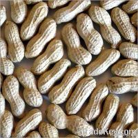 Groundnuts & Peanuts